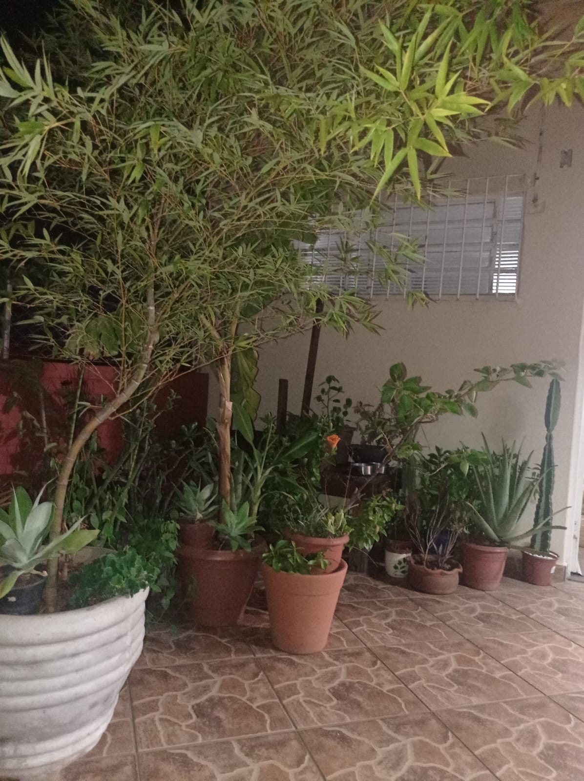 Quintal coberto do Second Home Coliving, com coleção de vasos, suculentas e bambus
